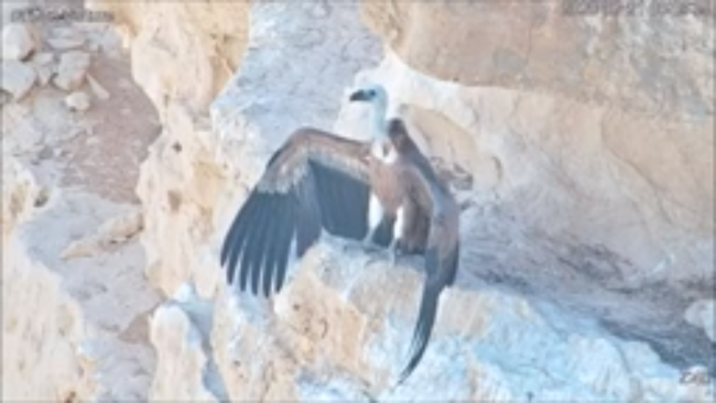 En la región del Negev, al sur de Israel, un pollo de buitre leonado perdió a su madre en un incidente. 