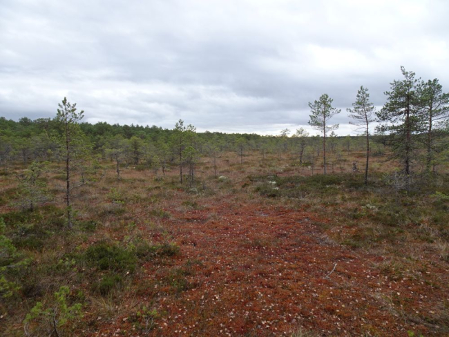 Sügisene Männikjärve raba