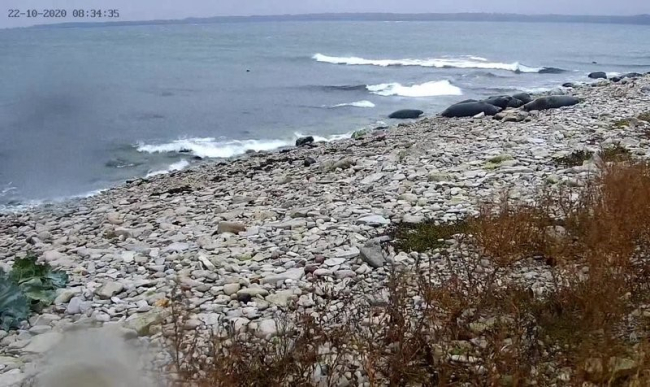 Hallhüljeste kaldale kogunemine alga eile. Saame näha, kas ilmateenistuse poolt lubatud torm sunnib meie suurimad mereimetajad keskkonda vahetama