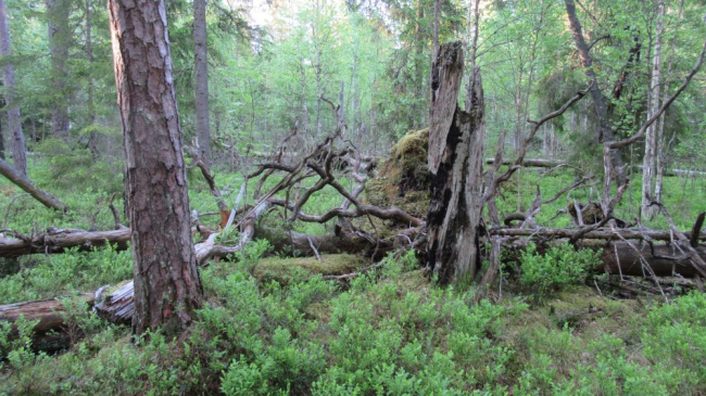 Vääriselupaikade inventuuri käigus on riigimetsast leitud kümneid väga haruldasi liike