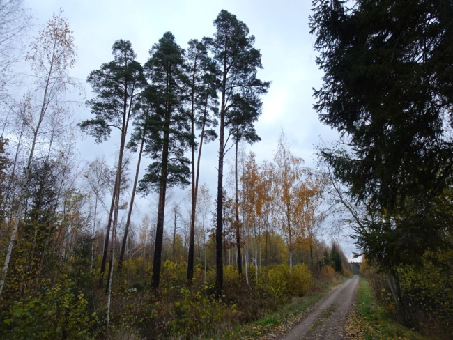Sügisene metsatee