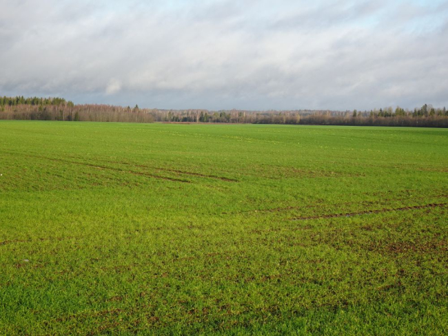 Taliteraviljapõllud rohetavad ja metsad on raagus