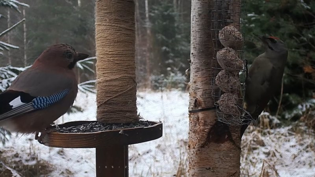 Pasknäär ja hallpea-rähn