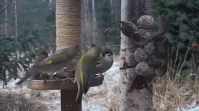 Rohevindid ja põldvarblased