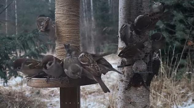 Дюжина полевых воробьёв