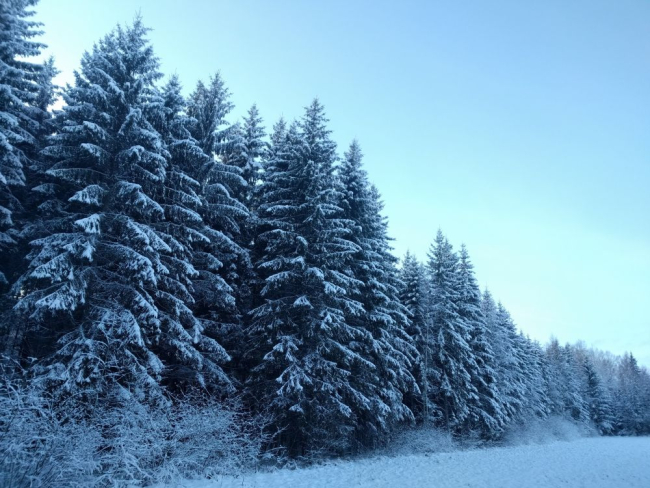 Зимняя ель