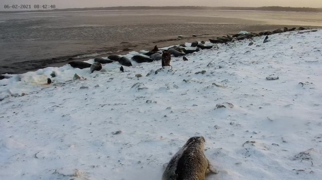 На редкость холодное утро с тюленями, молодым орланом-белохвостом и воронами