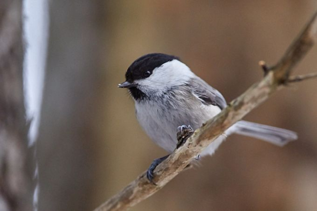 Буроголовая гаичка - Parus montanus. Фотография: Arne Ader, Loodusemees.ee