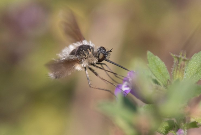 Viktoriiniküsimus. Kes on fotol?