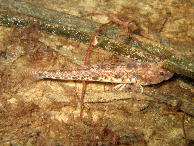 Pisimudil