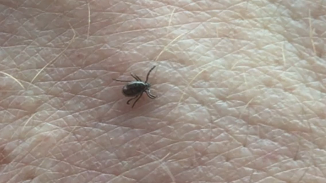 Kevadine puuk
