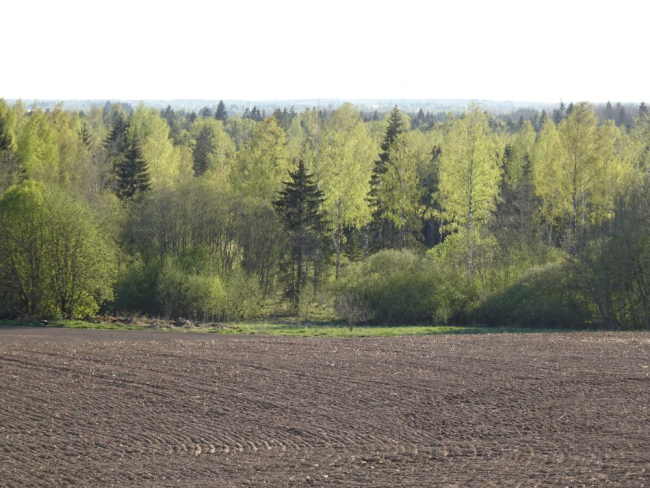 Puud on lehte läinud