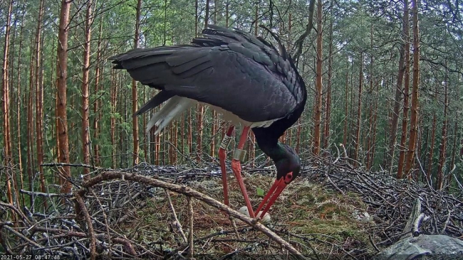 Varahommikust saadik on kuulda, et munadest kostub piiksumist