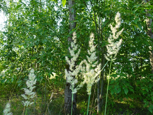 Jäneskastik õitseb