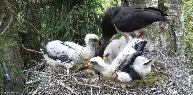 Must-toonekurgede pesas läheb elu edasi