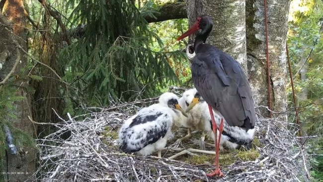 Vahetult enne rõngastajate pesale ronimist toitis isaslind Jan poegi