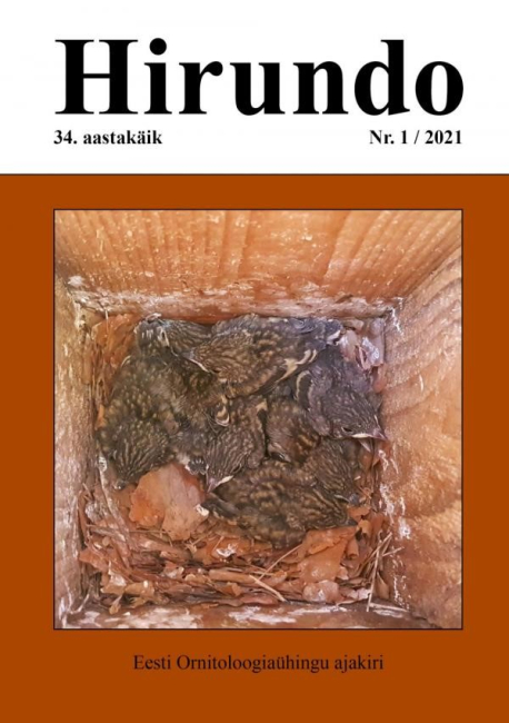 Hirundo