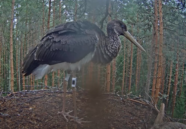 Natuke aega enne äralendu pesast