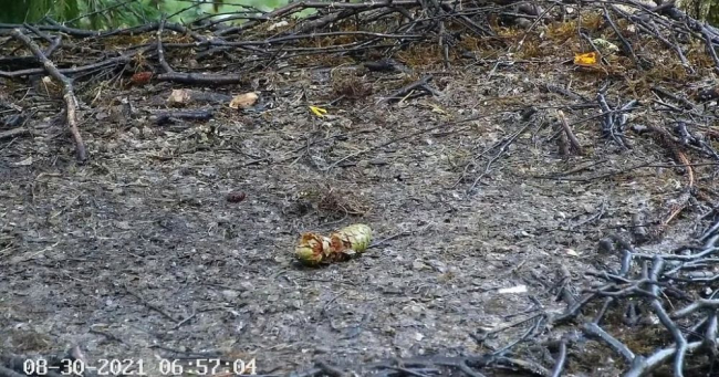 Eile õhtul suur-kirjurähni poolt tühjale pesale poetatud käbi