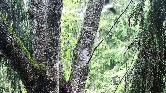 Pesast mööda lennanud noorlind viis lendu ka viimase pesas viibinu