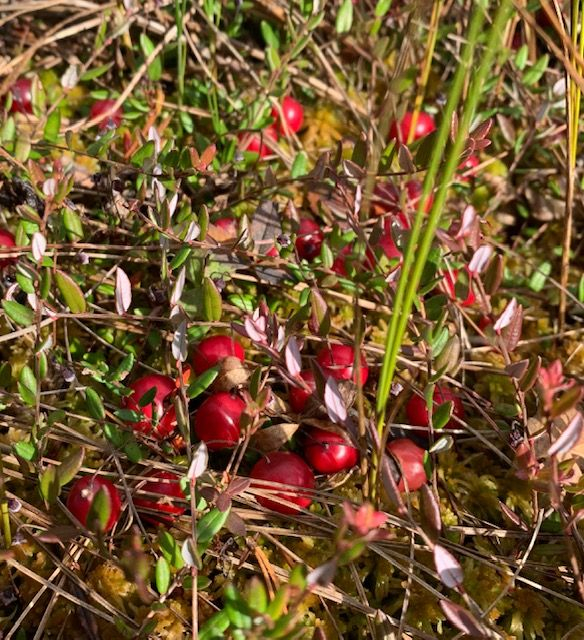Tänavusel põuaaastal annab jõhvikad korjata tarna ja pilliroo vahelt, vesistes paikadest
