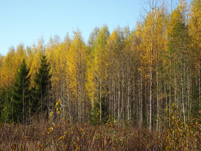 Kollendav noor kaasik
