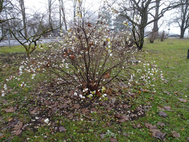 Raagus lumimari valendavate marjadega