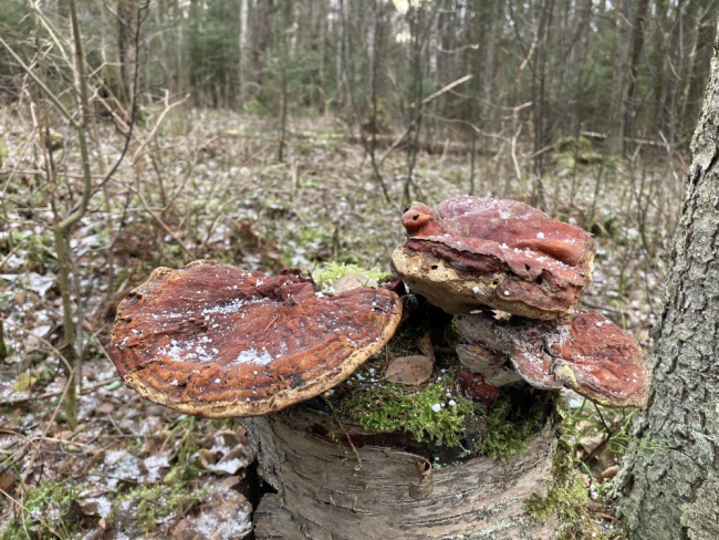 Läikvaabik