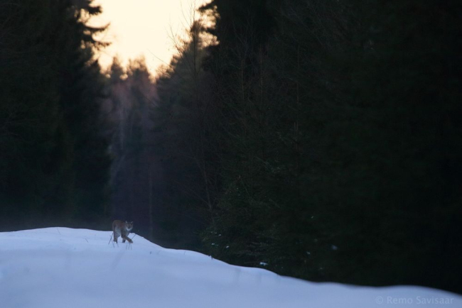 Ilves