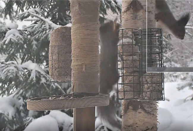Orav on tänavu kaamerapildis vilksatanud vaid paar korda