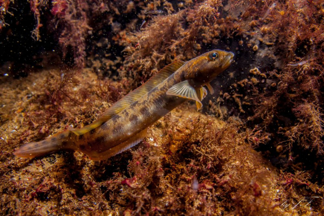 Emakala