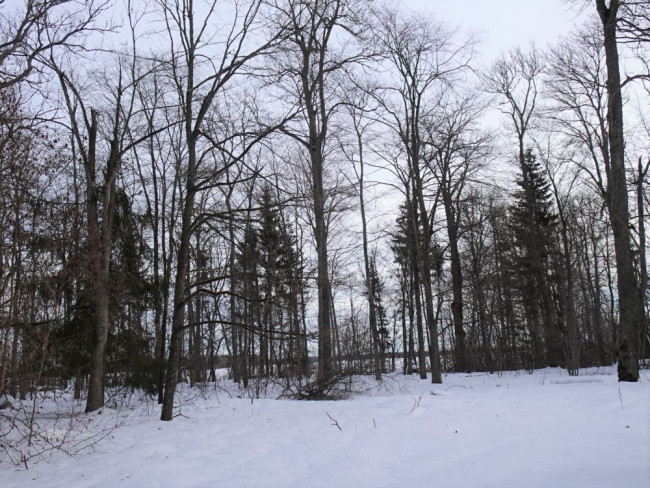 Jõgeva mõisapark