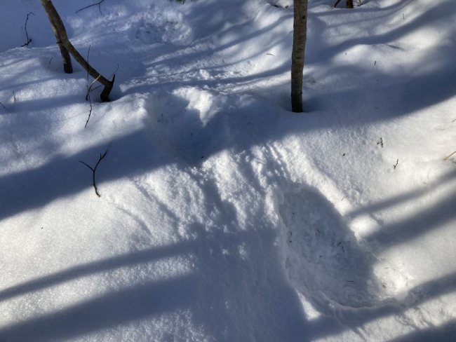 Karu jäljerida