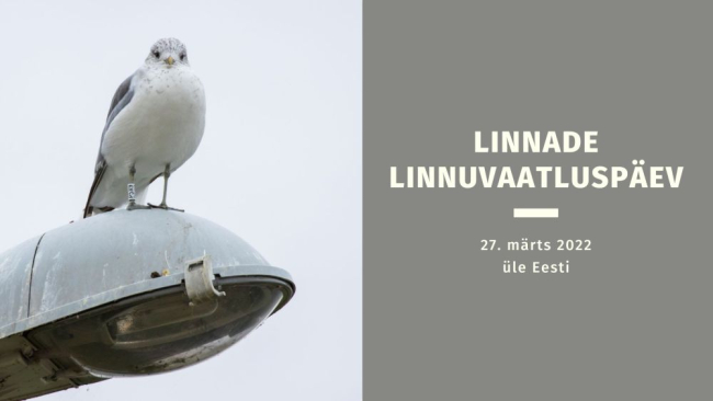 linnuvaatluspäev