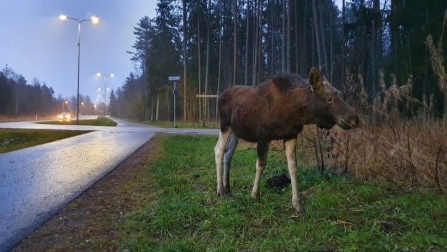 põder