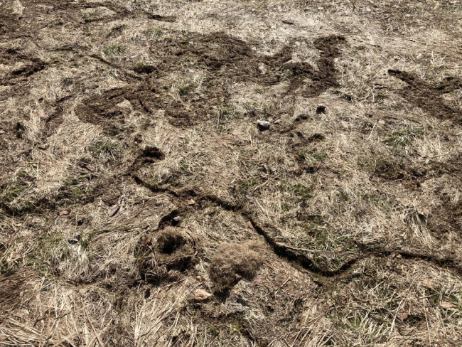 Hiirte käigurajad on lume alt välja sulanud