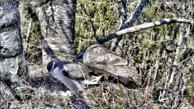 Emaslinnu pesale saabudes lahkub väiksem isaslind pesalt