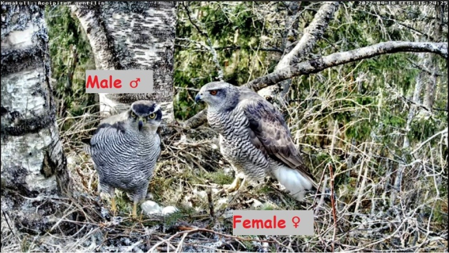 Pesalohus on näha kolme muna