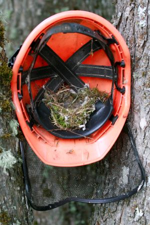 Keskkonnaameti süsteemne järelevalve pesitsusrahu kaitseks linnurikastes metsades on kavandatud 15. aprillist 30. juunini. Esimese kolme päeva jooksul toimunud järelevalve reididel metsatööde peatamiseks vajadust ei tekkinud.