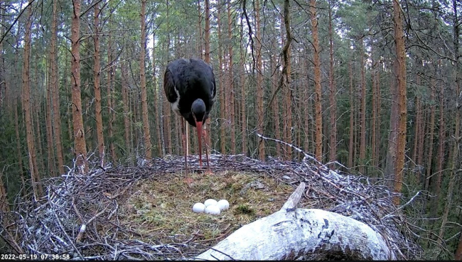 Isaslind Karl on pesal haudumas õhtust kuni hommikuni