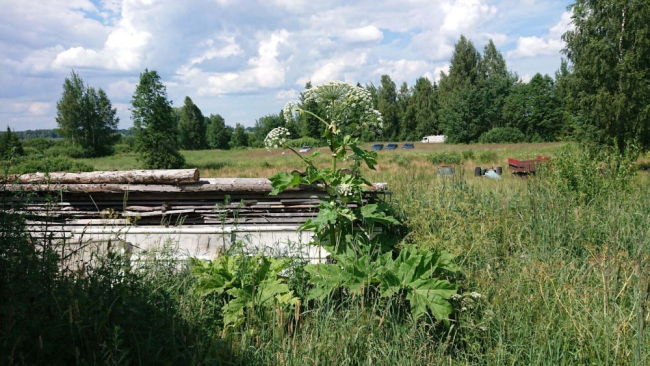 Sosnovski karuputk kodaniku tagahoovis