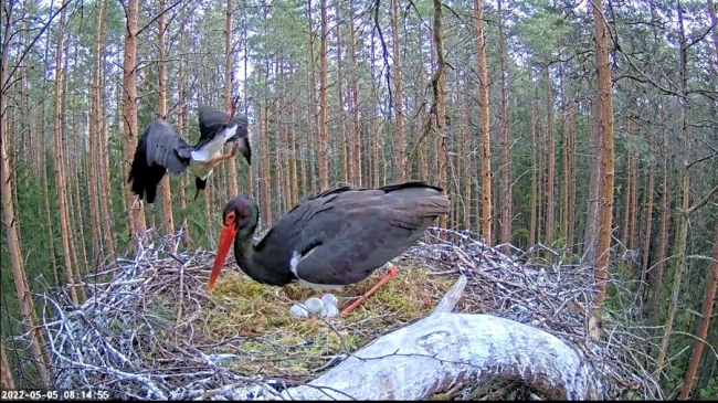 Isaslind Karl saabub pesale hauduma ja emaslind Kaia läheb toitumisringile