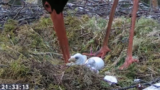 Pesas viibis koorumiste ajal isaslind Karl