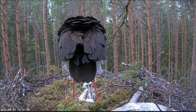 Emaslind Kaia koos kahe vanema ja vastkoorunuga