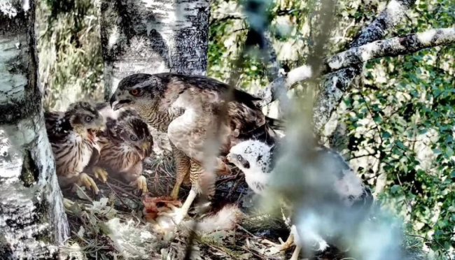 Pidevalt kasvavate ja näljaste kullipoegade toitmine võtab emaslinnu kuuldavalt hingeldama