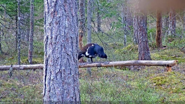 Veel maikuu lõpus oli metsast hommikuhämaras metsiseid kuulda, aga need on nooremad isaslinnud kes mängupaigale veel tulevad