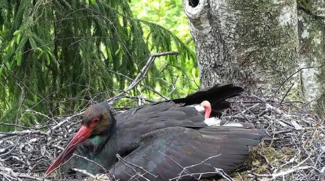 Täna hommikune pilt pesalt. Emaslind Janika on kurepojad katnud