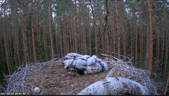 Kella kümneks õhtul ei ole vanalinnud pesale jõudnud