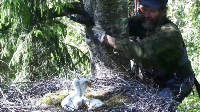 Urmas Sellis korraldas kurepoegade viimise Maaülikooli loomakliinikusse