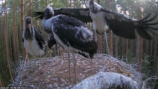 Boonus, ainus kurepoegadest numbrirõngaga (7184) katsetab hüpates tiibu